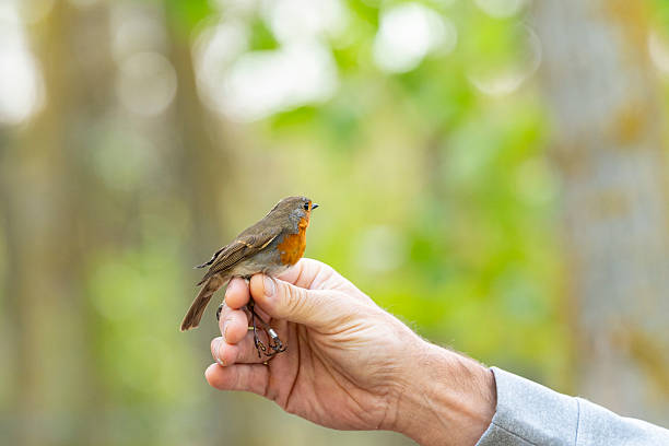 istock Ornithologist holding a european robin in a forest 2210891795