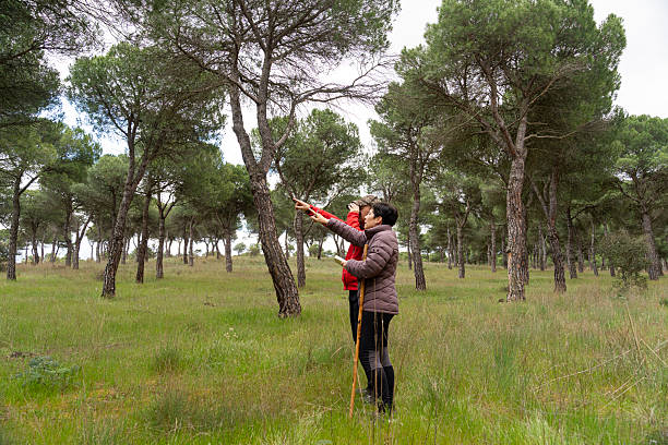 Birdwatchers in a pine forest point out where to look
