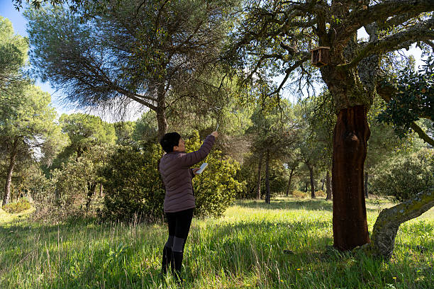 istock Biologist studying birds in a cork oak forest with birdhouse 2210891913