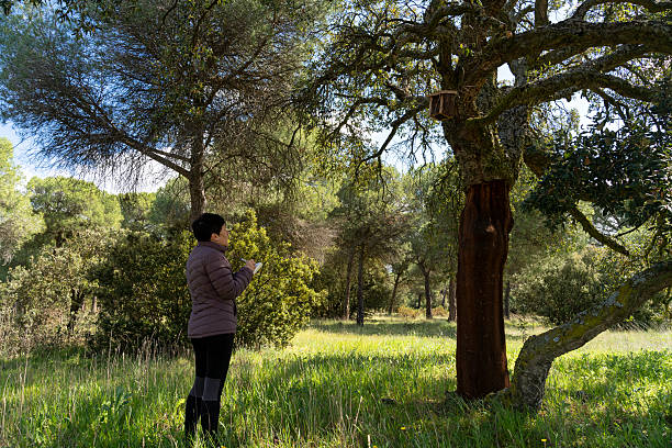 istock Biologist studying birds in a cork oak forest with birdhouse 2210891915