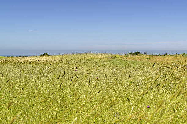 istock Wheat field by a sunny summer day 2210895088