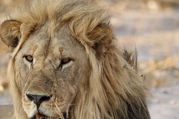 Lion male closeup