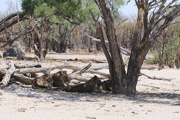 Three Lions The photo shows a group of lions resting under the shade of a tree in a dry, sparsely vegetated landscape. The lions are lying on the sandy ground, using the tree's shade to avoid the heat. The background features a mix of leafless and few green trees, indicating a possibly arid environment. The scene is tranquil, with the lions appearing relaxed and undisturbed. three lions england stock pictures, royalty-free photos & images
