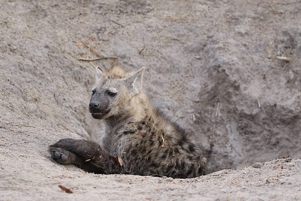 istock Young hyena with paws crossed 2210895503