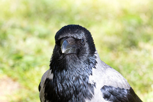 A crow perches on a mossy rock and looks skyward, its back facing the photographer