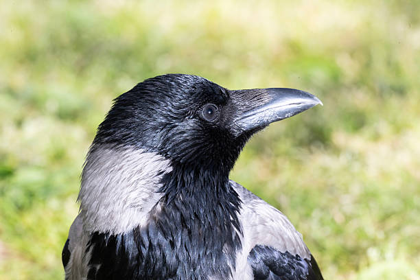 Crow on the green grass. Close-up, side view