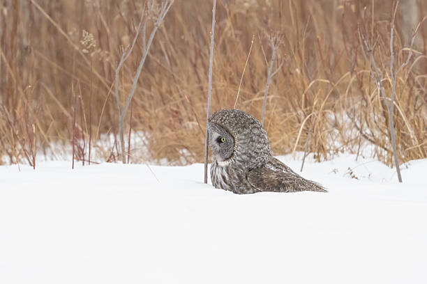 istock Great Grey Owl captures a vole and lands on it in the snow. 2210897309