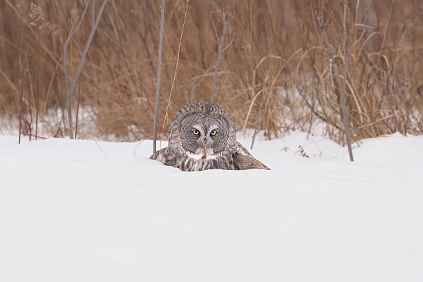 Great Grey Owl pounces on a vole in a snow bank.