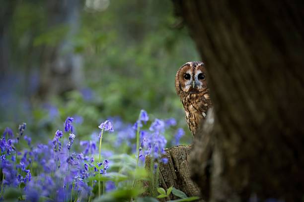 istock Owl peeking in bluebell forest 2210897466