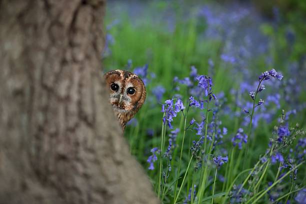 istock Owl peeking in a wildflower meadow. 2210897474