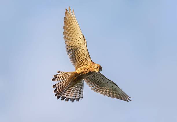 istock Majestic kestrel soaring in clear blue sky 2210897483