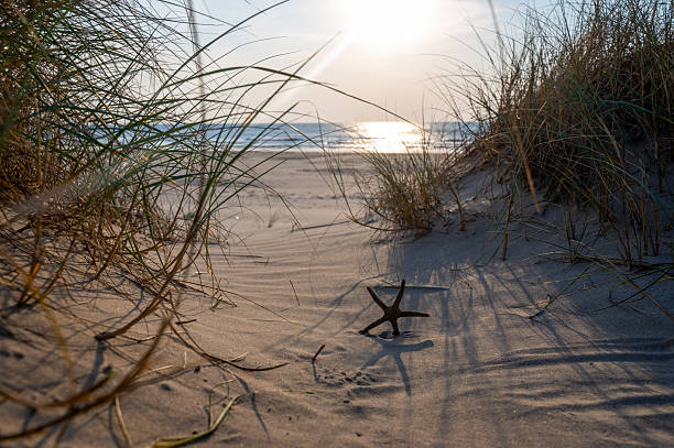 istock A starfish in a sand dune, on a beach at sunset 2210898172