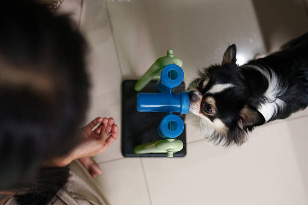 Small dog playing with a behavioral enrichment toy