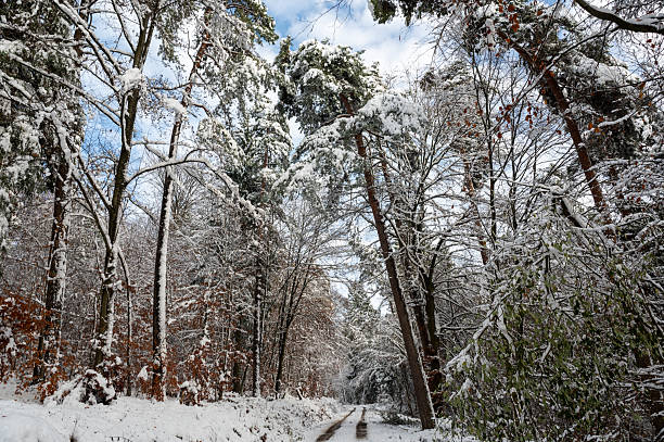 istock Field path in the forest with snow and blue sky 2210898414