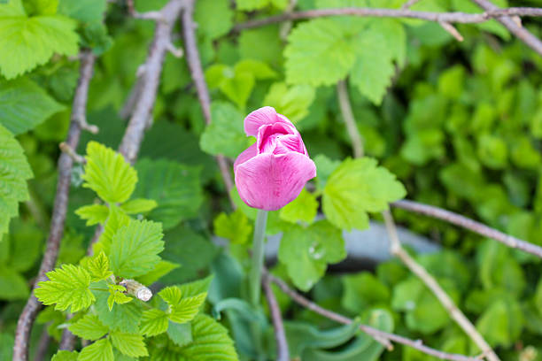 Pink single tulip on a natural background. A vibrant pink tulip stands elegantly against a soft, unfocused backdrop of greenery, highlighting the beauty of spring flower.
