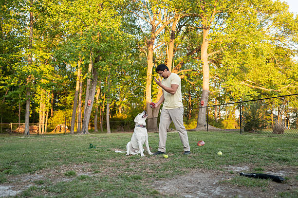 istock Asian Man Playing With Yellow Lab - Back Yard 2210899257