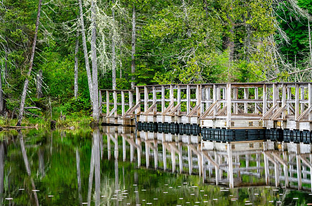 Beautiful white romantic pedestrian bridge over a swamp pond with spanish moss canopy in the Magnolia Plantation Gardens