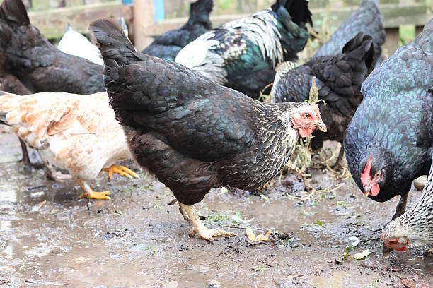 istock Chickens on a rural farm. Agriculture. Poultry breeding. Breeding chickens. 2210903140