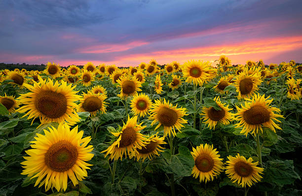 istock Beautiful sunset over sunflowers field 2210903208