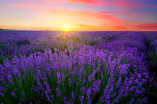 istock Beautiful summer sunset over lavender field 2210903210