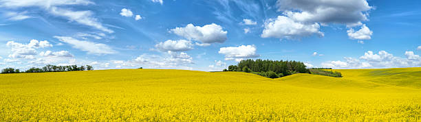 istock Beautiful spring landscape with rape field and blue sky 2210903837
