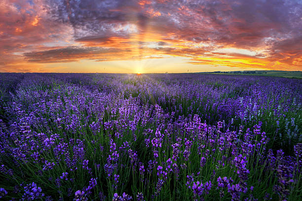 istock Beautiful summer sunset over lavender field 2210903871