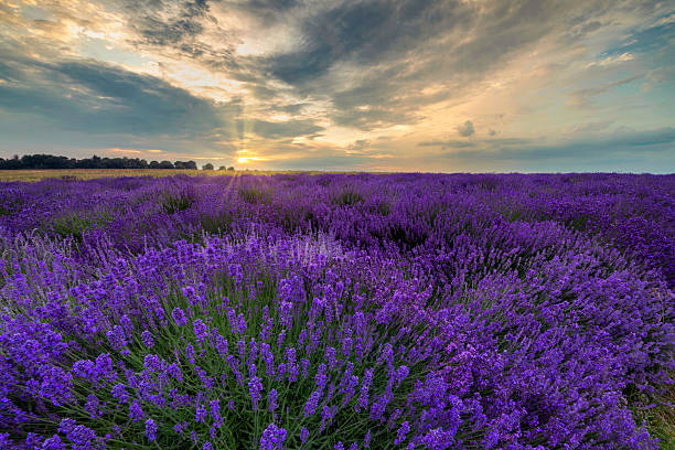 istock Beautiful summer sunset over lavender field 2210903872