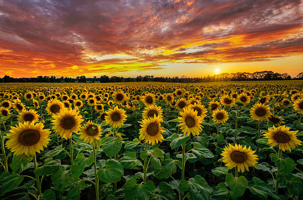 istock Beautiful sunset over sunflowers field 2210903910