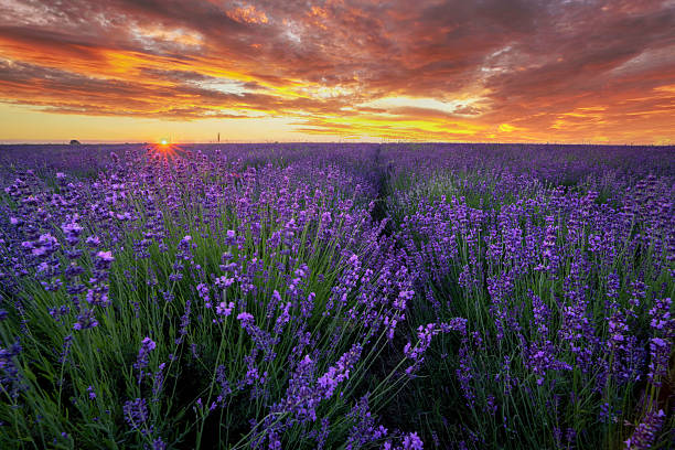 istock Beautiful summer sunset over lavender field 2210903924