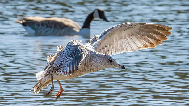 istock Seagulls flying over the calm lake 2210904020