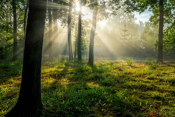 istock Beautiful sunny morning in the green forest 2210904269