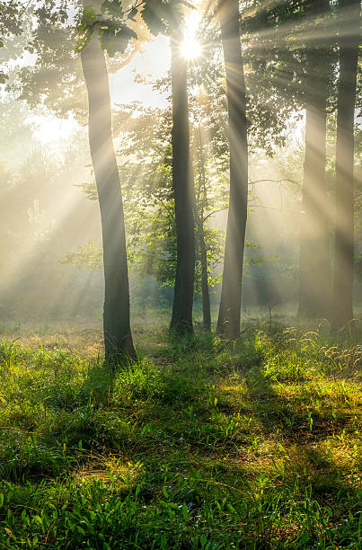 istock Beautiful sunny morning in the green forest 2210904289