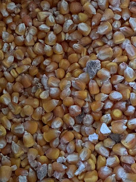 istock Natural Light Close-Up of Yellow Corn Kernels 2210904469