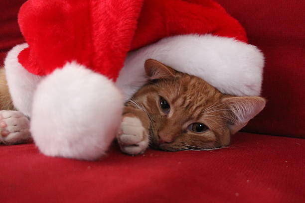 Close-up of a ginger tabby cat on a red couch wearing a red and white santa hat
