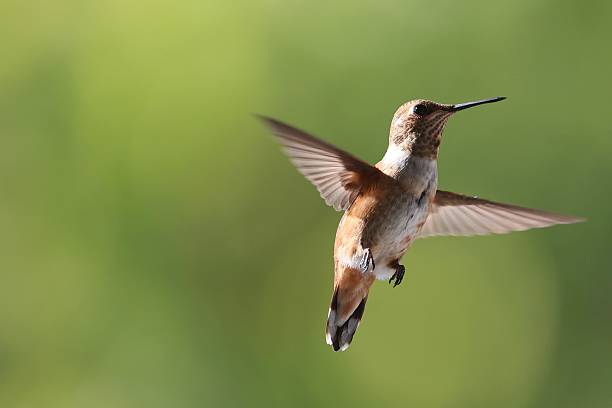 istock Rufous Hummingbird in Flight 2210905457