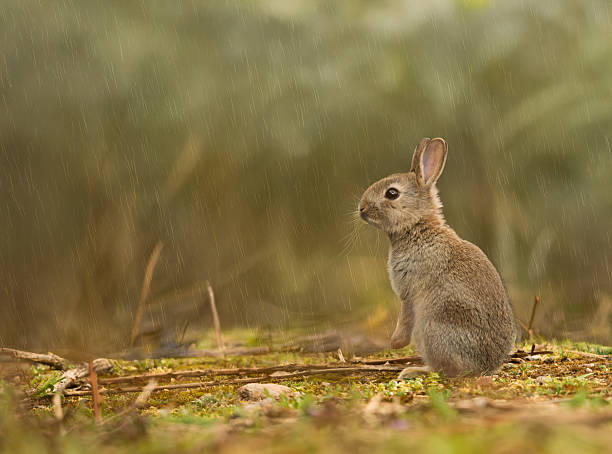 istock Young bunny rabbit sitting in the rain 2210905552