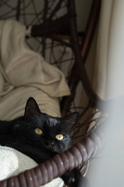 Black Cat Relaxing in Comfortable Indoor Setting with Soft Pillow and Cozy Ambiance, Offering Inspiration for Feline Lovers and Interior Design Enthusiasts