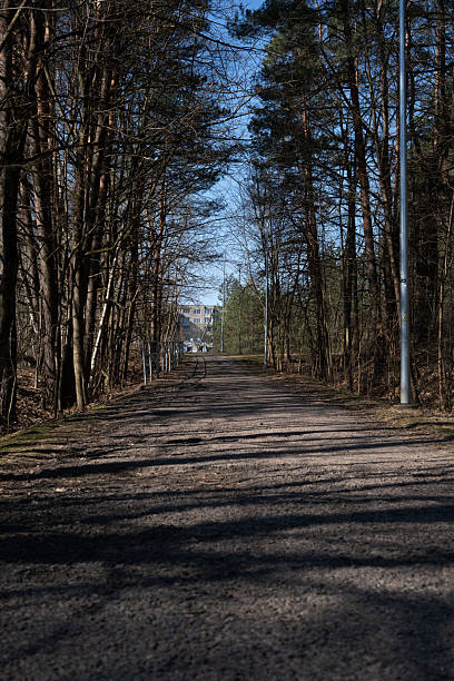 a serene pathway lined with towering trees under a clear blue sky, leading to a distant building, evokes a tranquil yet mysterious ambiance with elongated shadows cast upon the road. ambient