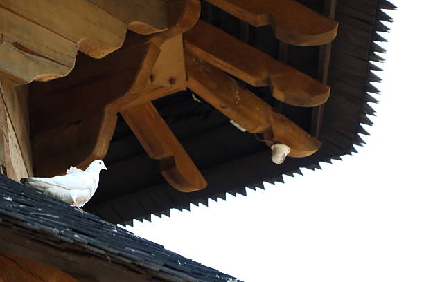 A white dove rests on a wooden roof, surrounded by traditional architecture, symbolizing peace and tranquility