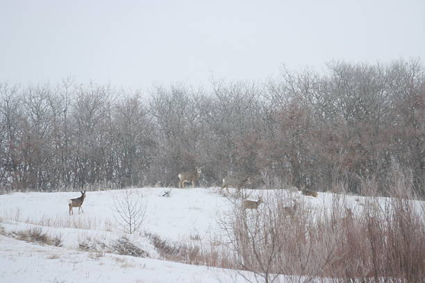 istock Backroad Tours in a Saskatchewan Winter 2210906898
