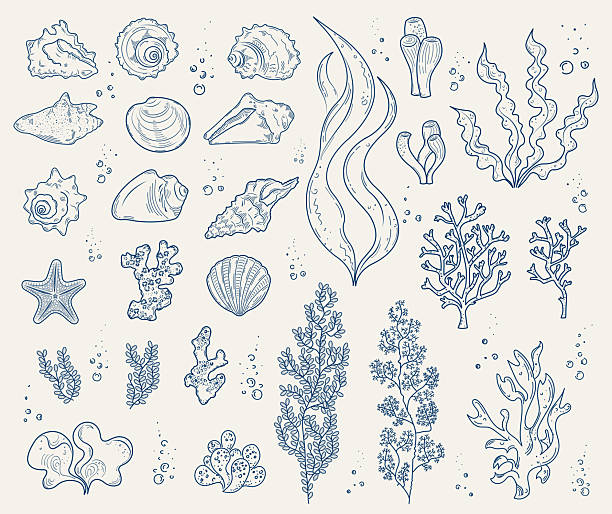 A large set of hand-drawn elements of marine life. Shells, mollusk shells, algae and corals. Contour drawings.