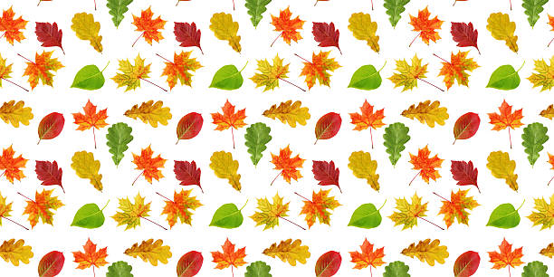 istock Colorful autumn leaves seamless pattern on white background 2210911008