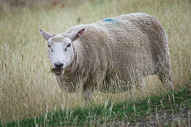 istock Sheep Grazing in a Grassy Field 2210912178