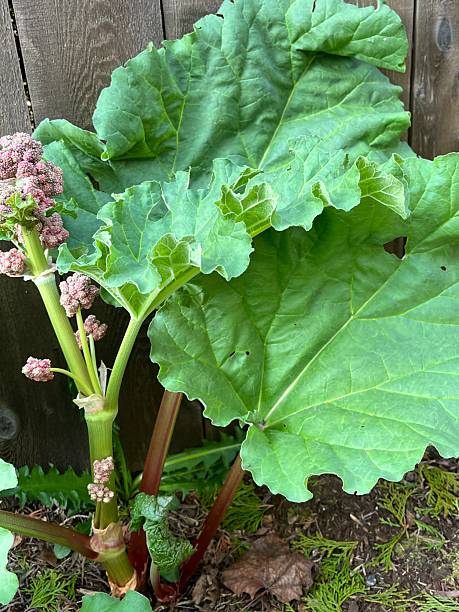 Rhubarb leaves, stalks and flowers