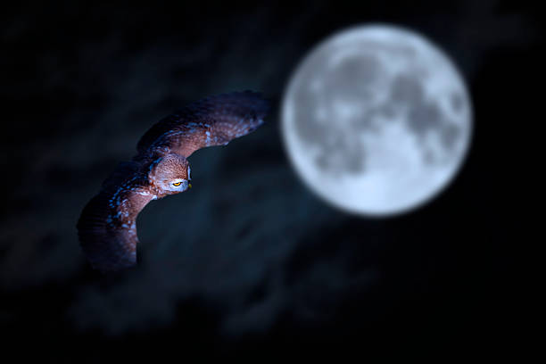 istock An owl flying in front of the full moon. Nature background. 2210914612
