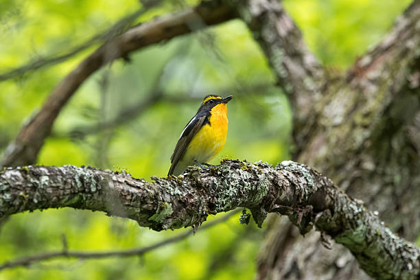 istock Male Narcissus Flycatcher in the forest. 2210915393