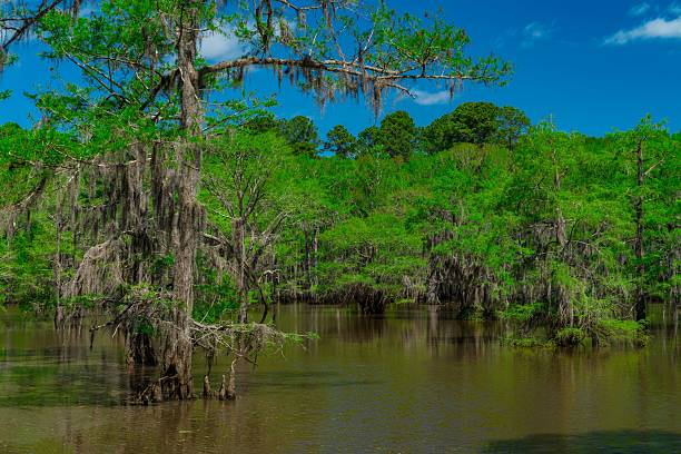 istock Serene swamp with cypress trees and Spanish moss. 2210916165