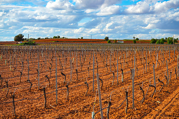 Dirt road and land for cultivation