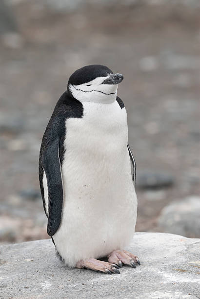 Chinstrap Penguin, Pygoscelis antarcticus,  Half Moon island, South Shetland, Antartica