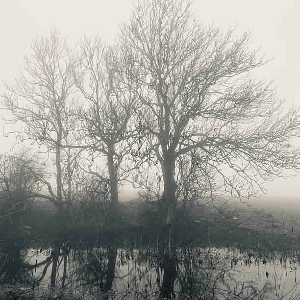 Beautiful mysterious foggy day on Bornholm